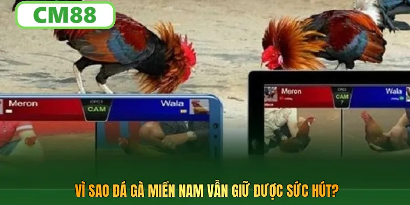 Vì sao đá gà miền nam vẫn giữ được sức hút?